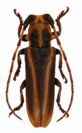 Rhaphiptera tavakiliani  Fragoso & Monné, 1984
