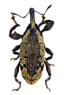 Hilipinus guyanensis (Hustache, 1938)