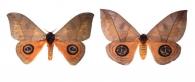 Automeris liberia (Cramer, 1780) ♂ & ♀