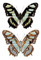 Siproeta stelenes meridionalis  (Fruhstorfer, 1909)