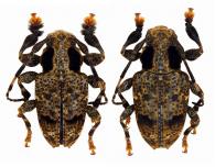 Mundeu maculicollis  (Bates, 1861)   ♂ & ♀