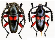 Lissonotus bisignatus  Dupont, 1836 ♂ & ♀