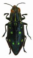 Halecia octopunctata  (Fabricius, 1801)