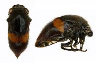 Neotynelia sp3