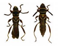 Tomopterus obliquus Bates, 1870 ♂ & ♀