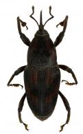 Metamasius tuberculipectus  Hustache, 1936