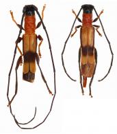 Sthelenus ichneumoneus  Buquet, 1859  ♂ & ♀