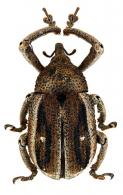 Guioperus gerstaeckeri  (Jekel, 1862)