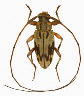 Lepturges (Chaeturges) villiersi Gilmour, 1962