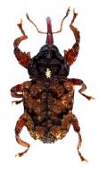Pappista aspis (Fabricius)