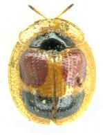 Charidotis sp2