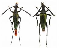 Strangalia suavis (Melzer, 1926) ♂ & ♀