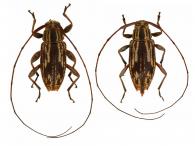 Atrypanius infimus (Bates, 1885)  ♂ & ♀
