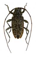 Acanthocinini Gen sp G432