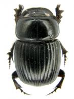 Ontherus sp1