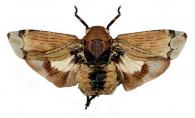 Aburia olivacea (Blanchard, 1845)