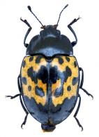 Iphiclus (Neobarytopus) distinctus  Duponchel,1825