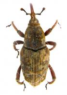 Metamasius amplicollis  Rheinheimer