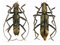 Appula nigripes Bates 1870 ♂ & ♀