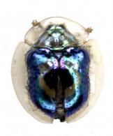 Charidotella moraguesi ()