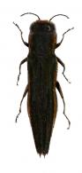 Agrilus villus Curletti & Brulé, 2011
