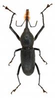 Rhinostomus barbirostris  (Fabricius, 1775)