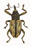 Curculionidae Gen sp81