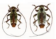 Acanthocinini Gen sp G367  ♂ & ♀