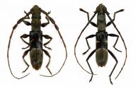 Cycnidolon obliquum   Martins, 1969 ♂ & ♀