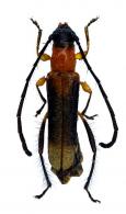 Mimommata pernauti  Penaherrera-Leva & Tavakilian, 2003