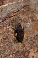 Limacodidae Gen sp