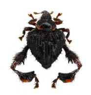 Tachygonidius sp4