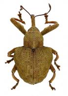 Curculionidae Gen sp72