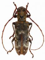Rhaphiptera roppai  Fragoso & Monné, 1984