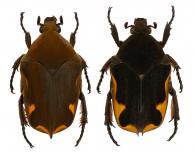 Hoplopyga marginesignata (Gory & Percheron, 1833)  var.