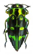 Chrysobothris sp7