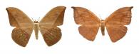 Oxytenis modestia  (Cramer, 1780) ♂ & ♀