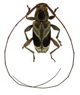 Stenolis bispecularis (White, 1855)