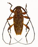 Acanthocinini Gen sp G157