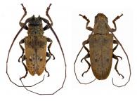 Tybalmia pupillata  (Pascoe, 1859) ♂ & ♀