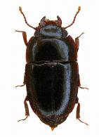 Nitidulidae ? Gen sp3