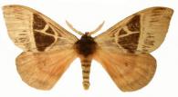 Dirphia docquinae Lemaire, 1993