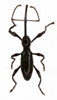 Sicoderus sp1