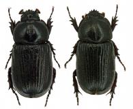 Goniophileurus femoratus (Burmeister, 1847)  ♂ & ♀