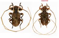 Macronemus giuglarisi  Machado & Monné, 2013  ♂ & ♀ PARATYPE
