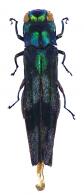 Agrilus nobilitatus Kerremans, 1899