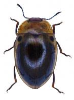 Iphiclus (Habrodactylus) punctiger Lacordaire, 1842