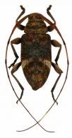 Atrypanius implexus  (Erichson, 1847)