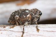 Cratosomus sp.