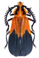Ctenodes guianensis  Dalens, Tavakilian & Touroult, 2009